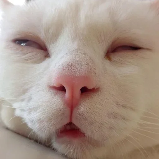 Стикер Стики 5303 из @Anonymnyi_chat_bot - 10