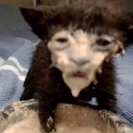 Стикер Стики 5303 из @Anonymnyi_chat_bot - 9