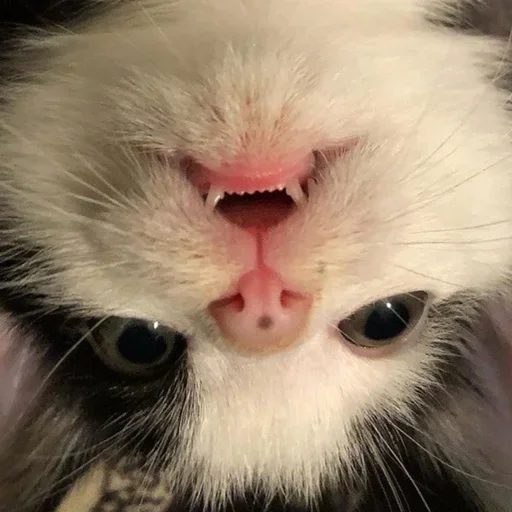 Стикер Стики 5303 из @Anonymnyi_chat_bot - 6