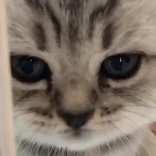 Стикер Стики 5303 из @Anonymnyi_chat_bot - 4