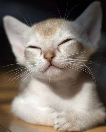 Стикер Стики 5303 из @Anonymnyi_chat_bot - 1