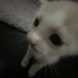 Стикер Больше стикеров: @sticerru - 7