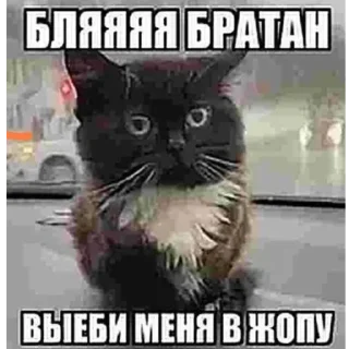 Стикер Создай свои стикеры - @sozdsti_bot - 9