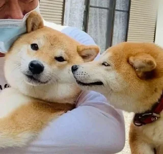 Sticker Стикеры тут 👉 @Femoji - 4