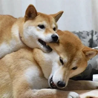 Sticker Стикеры тут 👉 @Femoji - 1