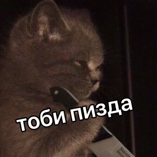 млекопитающее животное кошки малого и среднего размера