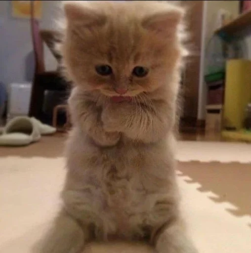 животное млекопитающее кошка