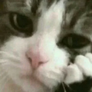 Стикер Больше стикеров: @sticerru - 10