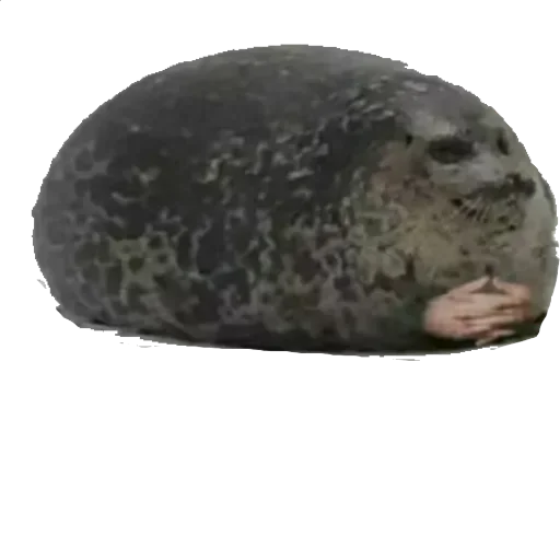 животное млекопитающее морские млекопитающие