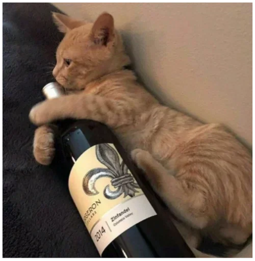 fav stickers by meow 2 by @fStikBot - 