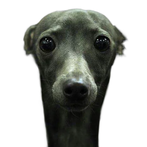 порода собак животное рыло