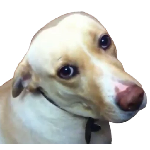 порода собак домашнее животное собака