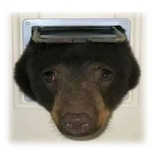 собака млекопитающее животное