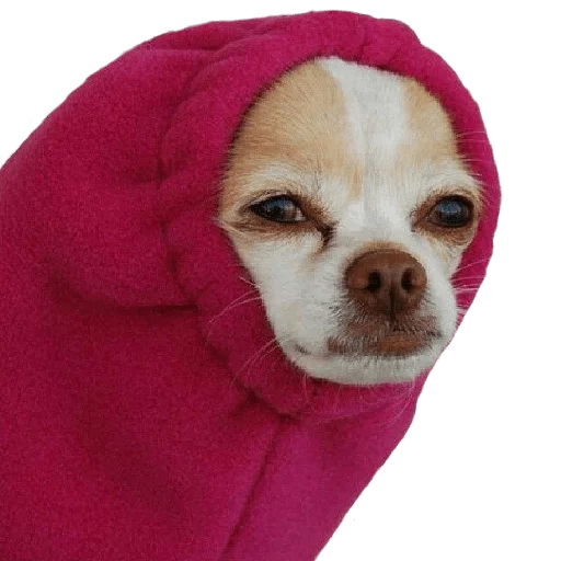 собака домашнее животное животное