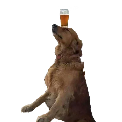 pet dog breed animal