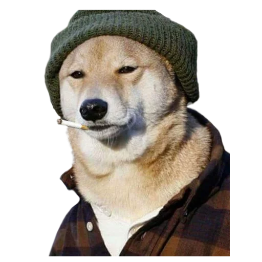 собака порода собак животное