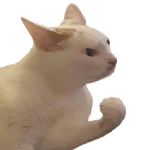 животное млекопитающее домашняя кошка