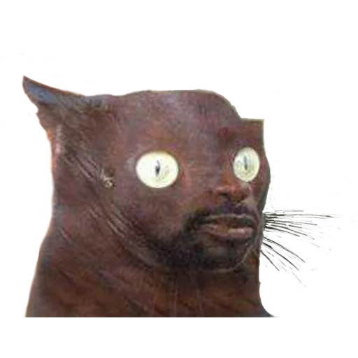 животное млекопитающее кошки малого и среднего размера