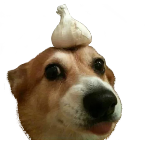 домашнее животное животное порода собак