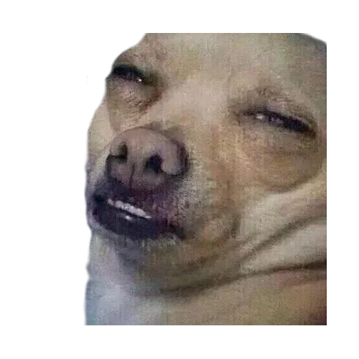 челюсть млекопитающее Человек