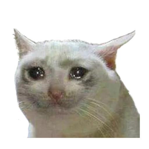 животное млекопитающее домашняя кошка