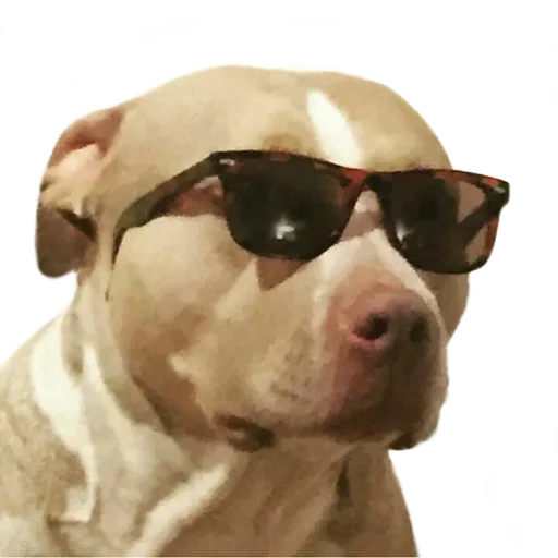 порода собак домашнее животное рыло