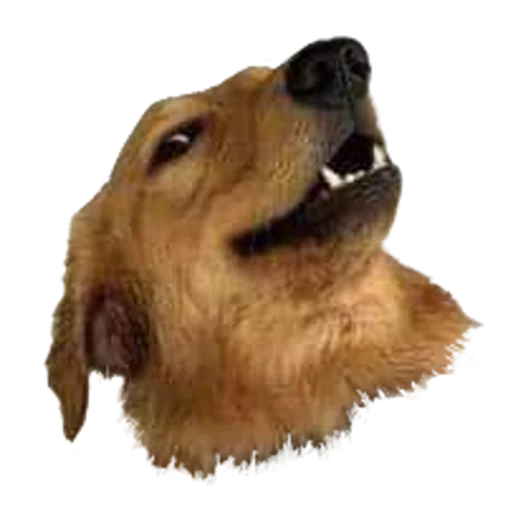 животное млекопитающее собака