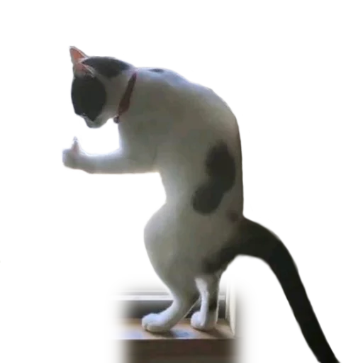 кошачьи домашняя кошка животное