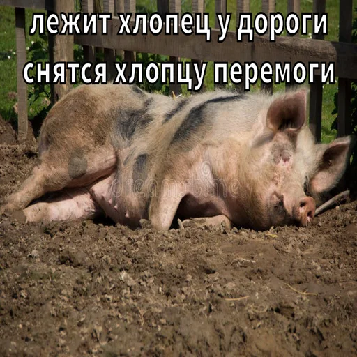 животное млекопитающее свинья