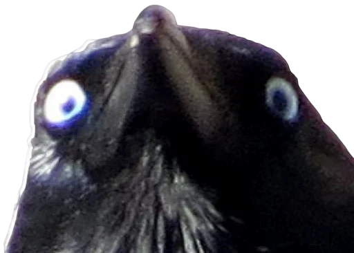 животное темный взор