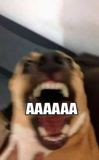 СМС собака клык