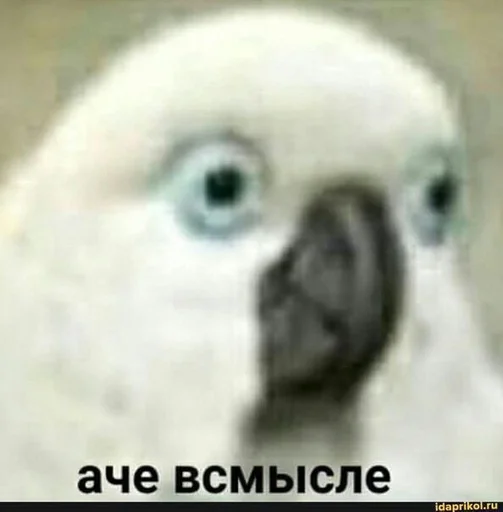 животное попугай птица