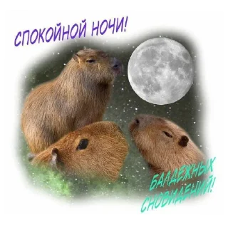 животное млекопитающее грызун