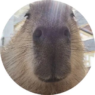 Sticker Fake Circle | @Cybrdochka - 4