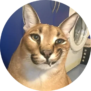 Sticker Fake Circle | @Cybrdochka - 2