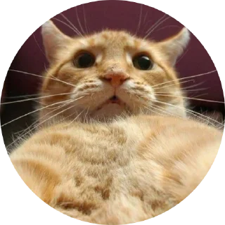 Sticker Fake Circle | @Cybrdochka - 5