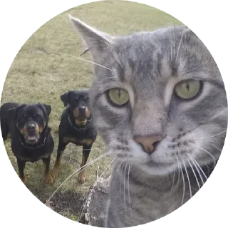 Sticker Fake Circle | @Cybrdochka - 10