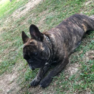 Sticker Fascist Friends - 3