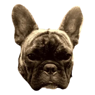 Sticker Fascist Friends - 11