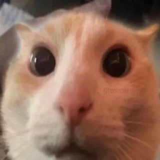 Sticker 變態｡⁠◕⁠‿⁠◕⁠｡ - 1