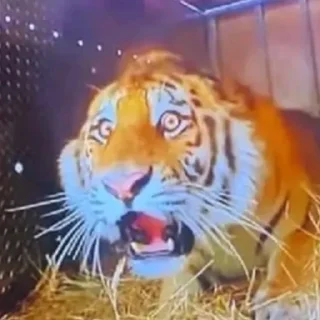 Sticker 變態｡⁠◕⁠‿⁠◕⁠｡ - 3