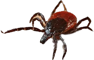 Sticker Фаст энд лайт - 2