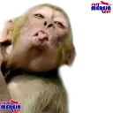 Sticker Fastmereja - 10