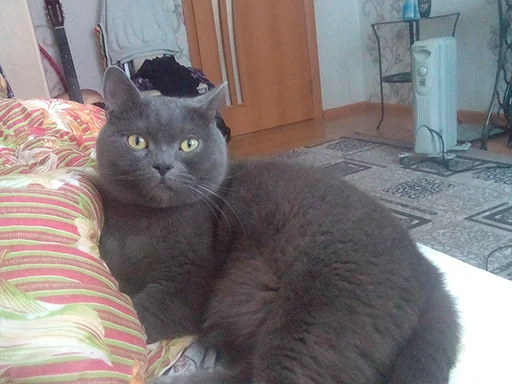 indoor domestic cat small to medium-sized cats