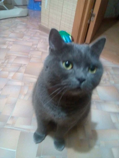 mammal domestic cat animal