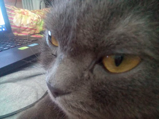 small to medium-sized cats laptop computer