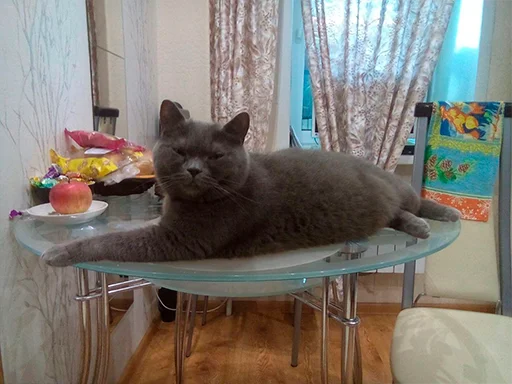 indoor animal small to medium-sized cats