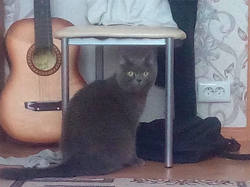 cat animal small to medium-sized cats