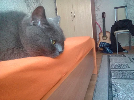 small to medium-sized cats indoor felidae