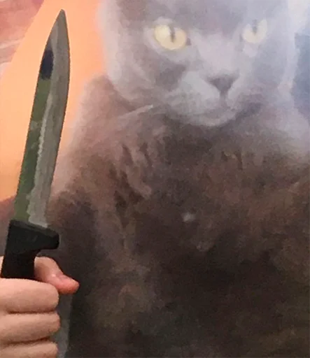 cat mammal knife